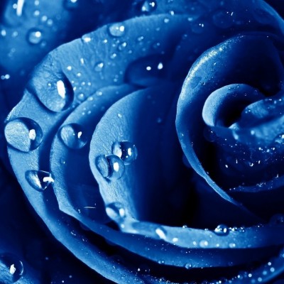 Миксы для кальяна – Пряная роза с черникой (Serbetli Ganita, Al Fakher Blueberry with Mint)
