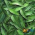 Бестабачная смесь для кальяна Chabacco Eucalyptus (Чайная смесь Чабако Эвкалипт) Medium 50г