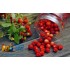 Заказать кальянный табак Spectrum Hard Smallberry (Спектрум Хард Земляника) 40г онлайн с доставкой всей России